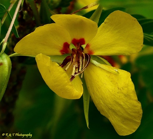 {Chamaecrista fasciculata}